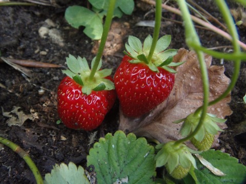 strawberries-501603_1280