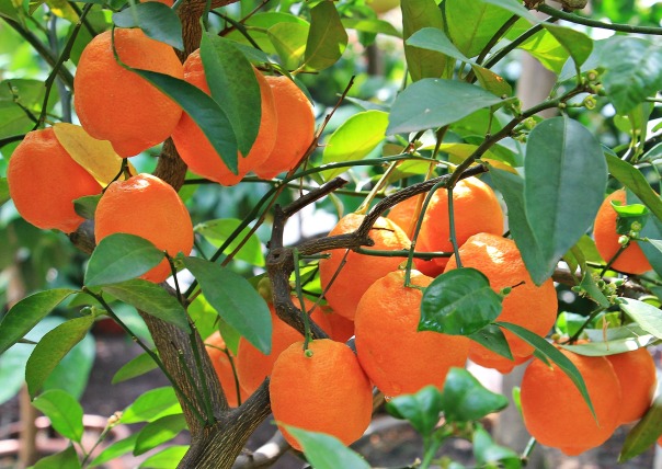 oranges-1545036_1920